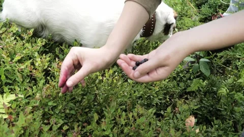 The process of human picking of blueberries in the forest. Stock Footage 275571401