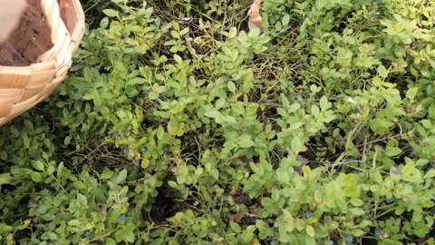 The process of human picking of blueberries in the forest. Stock Footage 275571403