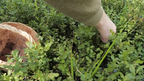 The process of human picking of blueberries in the forest. Stock Footage 275571418