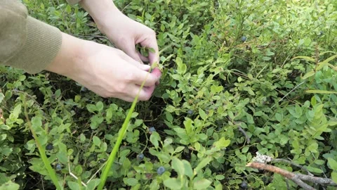 The process of human picking of blueberries in the forest. Stock Footage 275571419