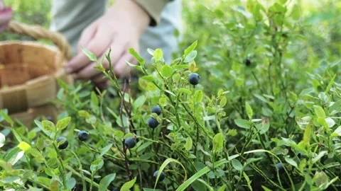The process of human picking of blueberries in the forest. Stock Footage 275571423