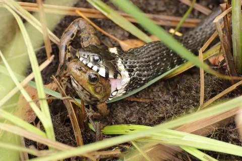 Process ingestion toads the snake Stock Photos