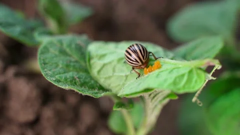 The process of laying eggs by the Colorado potato beetle on a potato leaf close Stock Footage 233514900