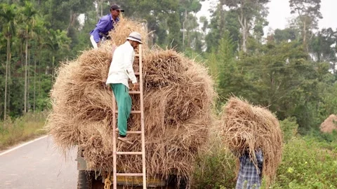 The process of loading compressed dry hay for further feeding of livestock Stock Footage 260371283