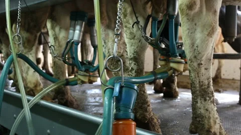 Process of machine milking of cows on fa... | Stock Video | Pond5