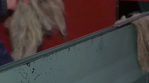 The process of making fabric from linen - sorting. Stock-Footage 231742492