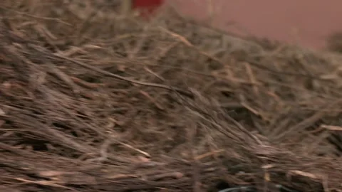 The process of making fabric from linen - sorting. Video stock 257290177