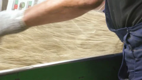 The process of making fabric from linen - sorting. Stock Footage 328457036