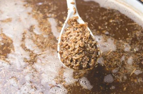 Process of making home beer from malt. Kraft beer from barley and dark malt Stock Photos