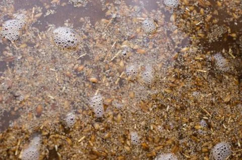 Process of making home beer from malt. Kraft beer from barley and dark malt Stock Photos