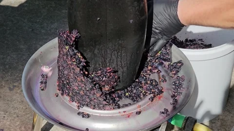 The process of making homemade grape wine. A winemaker collects grape pulp from  Stock Footage 289144288
