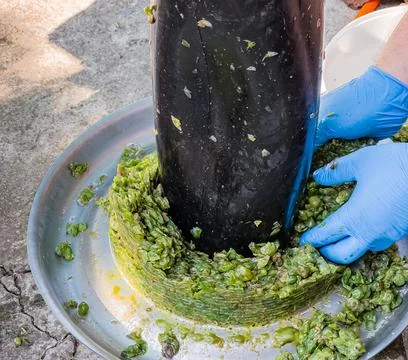 The process of making homemade grape wine. A winemaker collects grape pulp .. Stock Photos