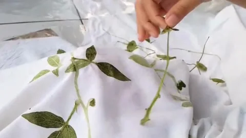 The process of making indigo cloth using the pounding technique Stock-Footage 329075944