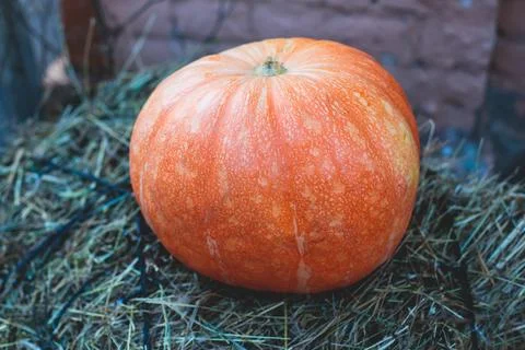 Process of making pumpkin lantern for halloween party, glowing jack-o-lante.. Stock Photos