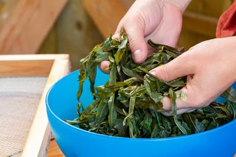 Process of making tea from blooming Sally known as Russian Ivan tea or Kopory Stock Photos