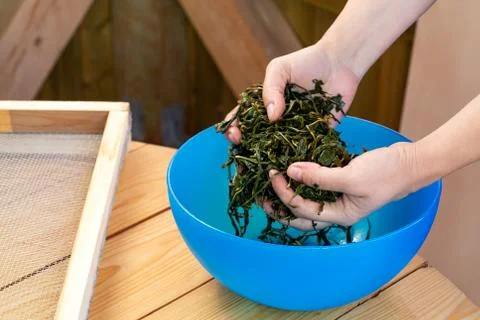 Process of making tea from blooming Sally known as Russian Ivan tea or Kopory Stock Photos