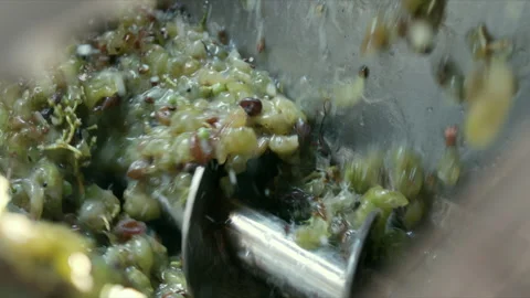 Process of Making Wine, Machine removing the Grapes from the Stems Video stock 256507035