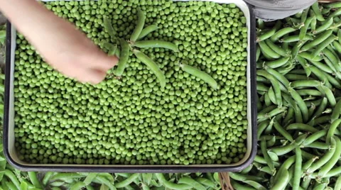 Process of manual cleaning of green peas Vidéo 51373135