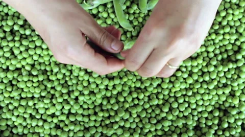 Process of manual cleaning of green peas  Stock Footage 51373243