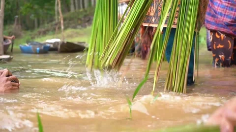 The process of manually cleaning purun grass 스톡 동영상 258810683