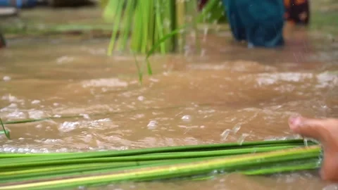 The process of manually cleaning purun grass Stock Footage 258811796