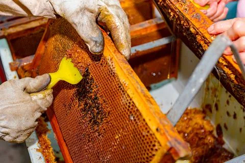 Process of manually opening the honeycomb, preparation for extracting honey Stock Photos