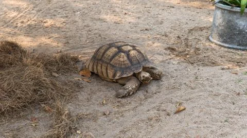 .The process of mating turtles in the zoo. Breeding turtles around the world Stock Photos