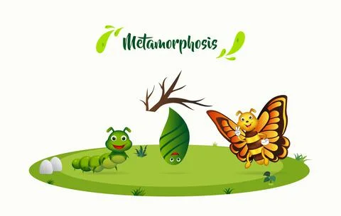 Process metamorphosis butterfly background. Process of butterfly life cycle Stock Illustration