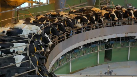 Process milking cows. Cow milking on modern farm Stock Footage 85934595
