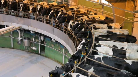 Process milking cows. Cow milking on modern farm Stock Footage 128767305