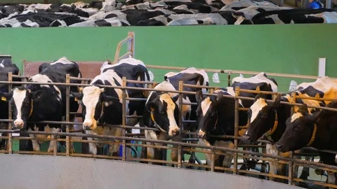 Process milking cows. Cow milking on modern farm Stock Footage 128767408