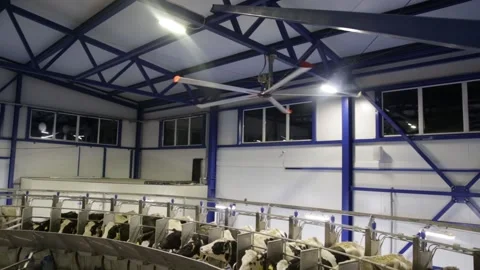 Process of milking cows on industrial rotary equipment on dairy farm. Stockbeeldmateriaal 146026348