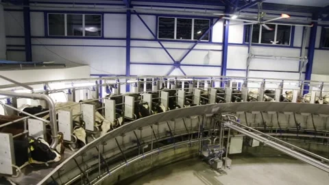 Process of milking cows on industrial rotary equipment on dairy farm. Stockbeeldmateriaal 146027355