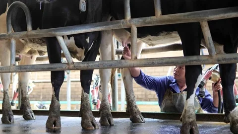 The process of milking cows at a modern, technologically advanced dairy plant Stock Footage 171126685