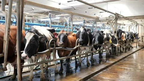 The process of milking cows at a modern, technologically advanced dairy plant Stock Footage 171128085