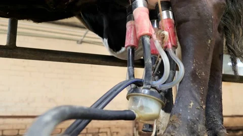 The process of milking cows at a modern, technologically advanced dairy plant Stock Footage 171128468