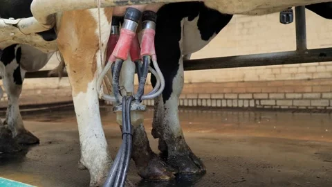 The process of milking cows at a modern, technologically advanced dairy plant Stock Footage 171232492