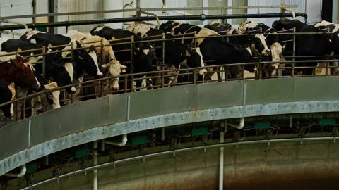 Process milking dairy cows on round milking machine. Automated equipment for Stock Footage 167905404