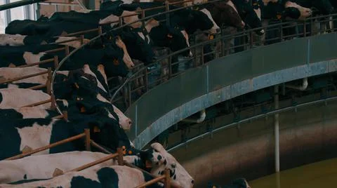 Process milking dairy cows on round milking machine. Automated equipment for  Stock Photos