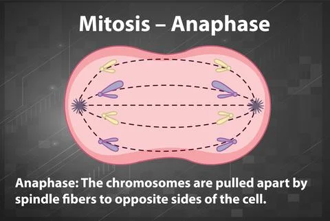 Process of mitosis anaphase with explanations Stock Illustration