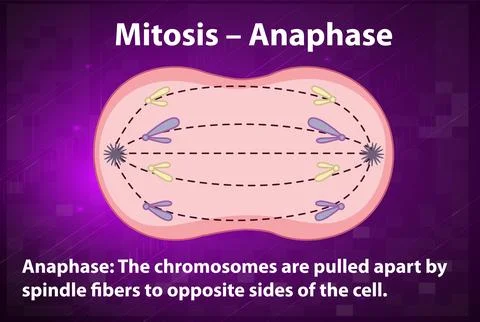 Process of mitosis anaphase with explanations Stock Illustration