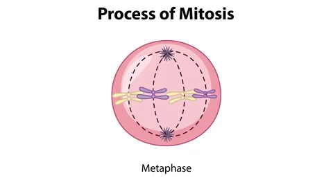 Process of mitosis animation showing cell division stages interphase propha.. Stock Footage 332723746