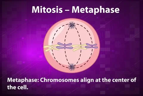 Process of mitosis metaphase with explanations Stock Illustration
