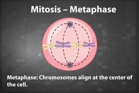Process of mitosis metaphase with explanations Stock Illustration