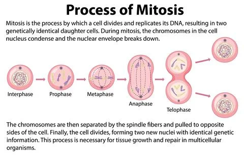 Process of mitosis phases with explanations Stock Illustration