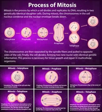 Process of mitosis phases with explanations Stock Illustration