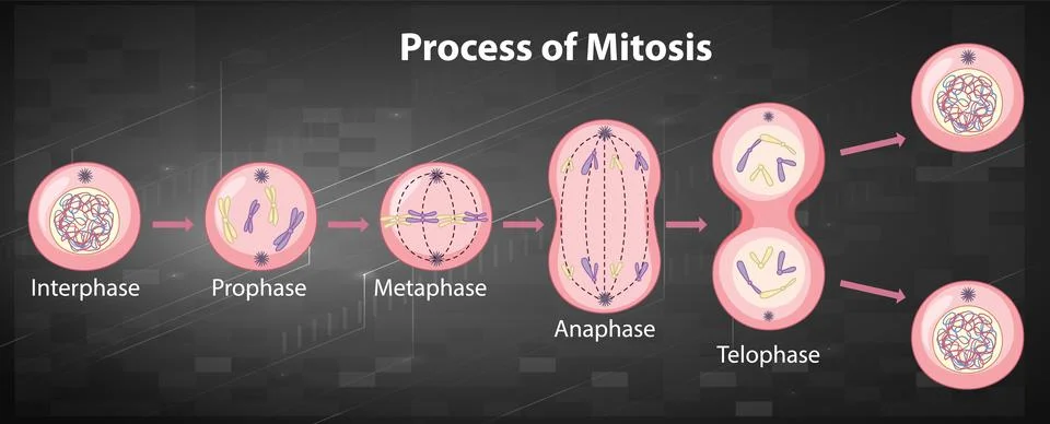 Process of mitosis phases with explanations Stock Illustration