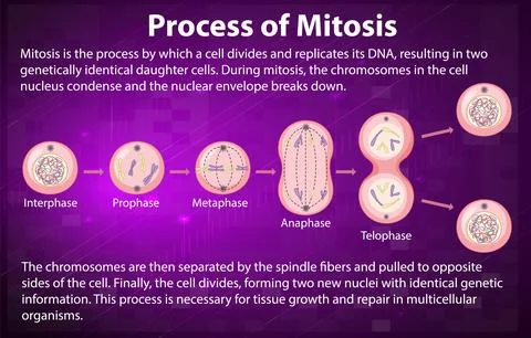 Process of mitosis phases with explanations Stock Illustration