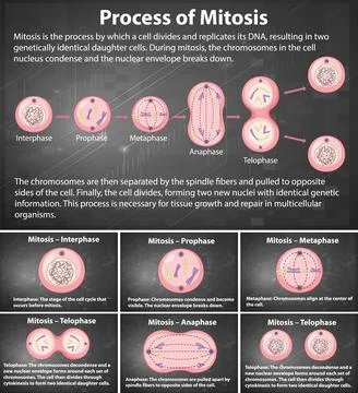Process of mitosis phases with explanations Stock Illustration