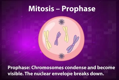 Process of mitosis prophase with explanations Stock Illustration